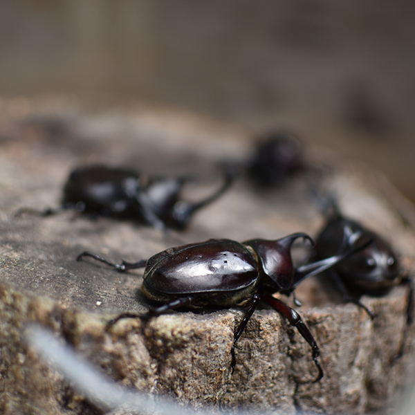 成虫用止まり木（直径6～10cm）